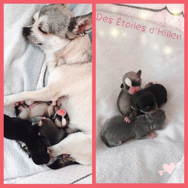 Des Etoiles D'hillen - Chihuahua - Portée née le 02/08/2015